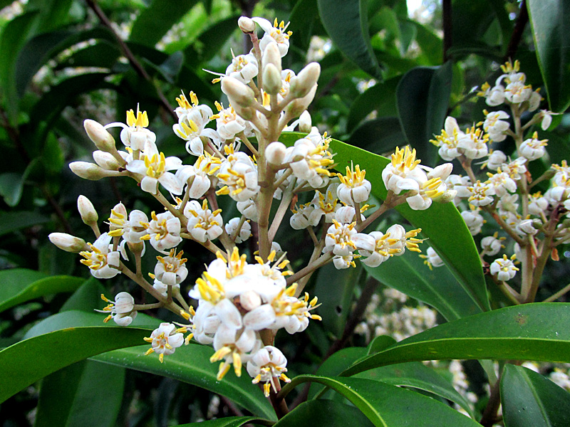 !ardisia-escalloniodes-vertical