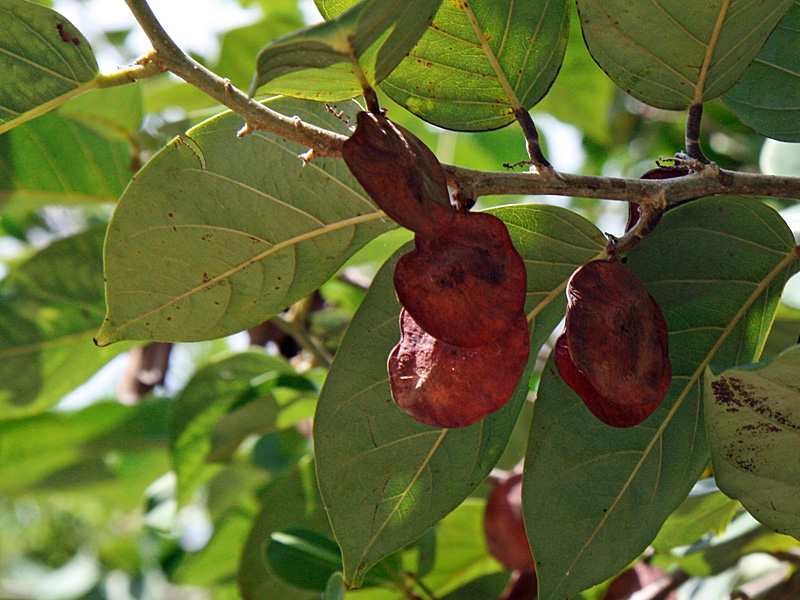 !!dahlbergia-ecastaphyllum-coins
