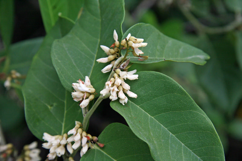 !!dahlbergia-ecastophyllum