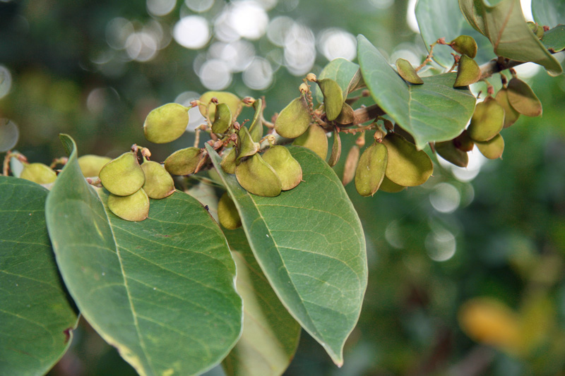 !!!!dalhbergia-ecastophyllum-(4)