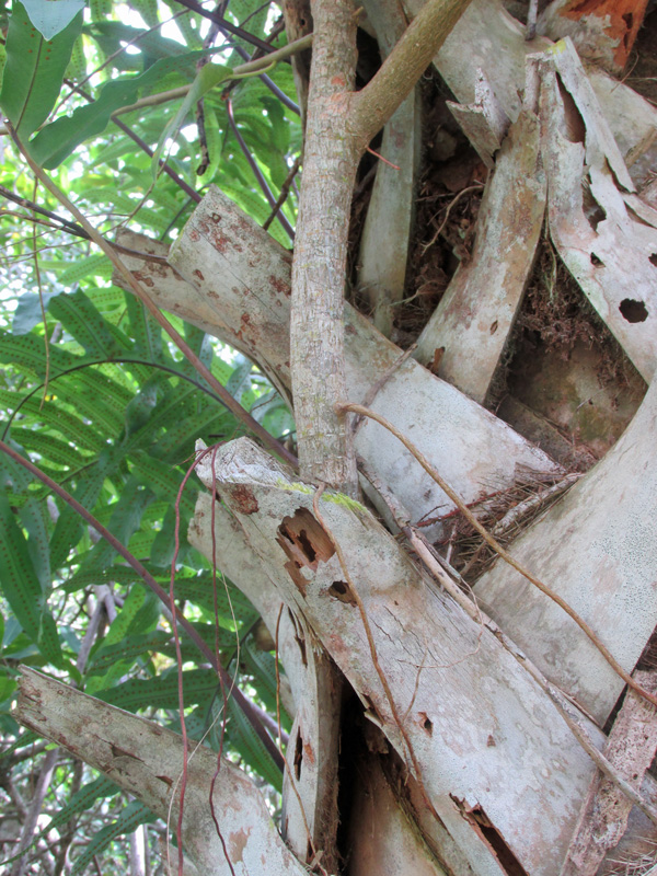 !ficus-aureum-on-sabal-palmetto2