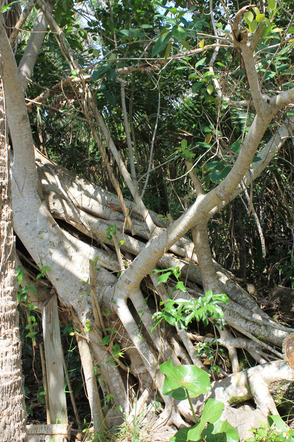 !ficus-aureum-roots-by-karen-schuster-@sisp