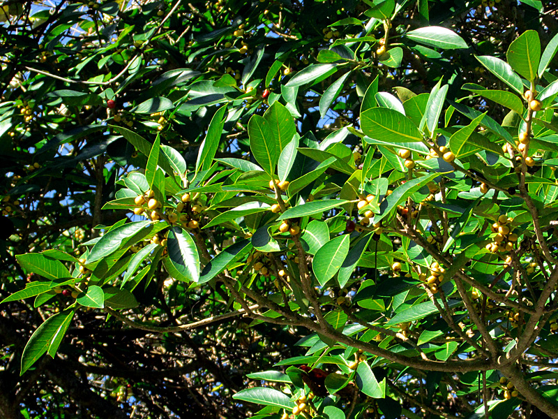 !ficus-aureum-unripe-fruits