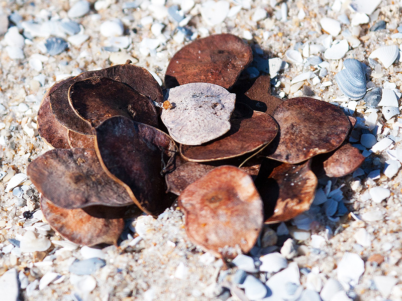 sea-beans---bob-montanaro