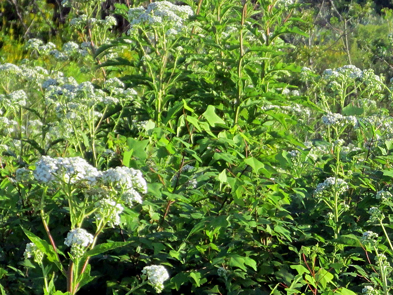 !verbesina-at-seb-inlet-state-park