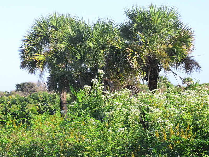 !verbesina-virginica2-at-seb-inlet