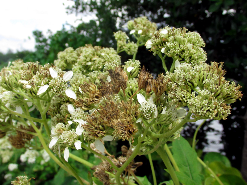 !verbesina-virginica2-@-ddnwr