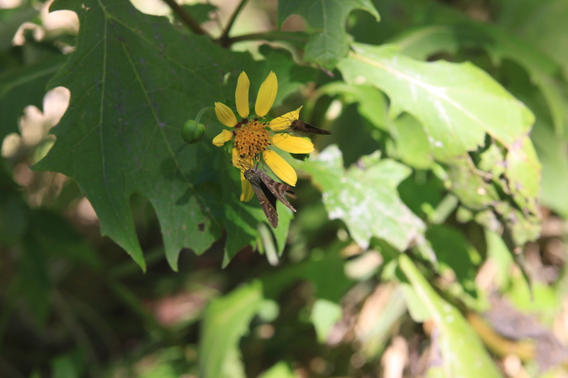!!KS - mangrove skipper on smallanthus @ trwt copy