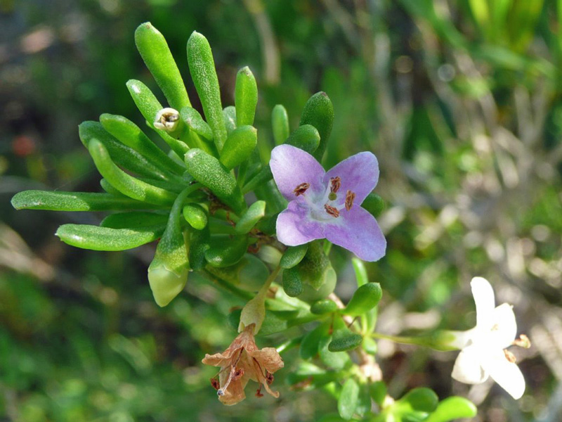 !lycium-carolinanum-flower-from-Nancy-Soucy-@-trwt