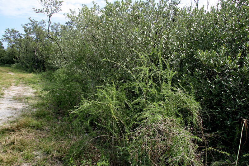 !lycium-carolinanum-habit-on-dike