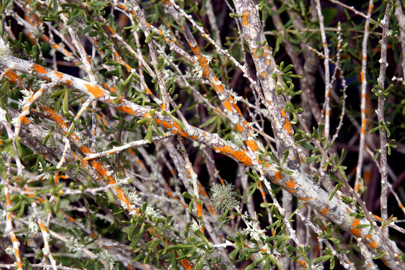 !lycium-carolinanum-w-golden-lichen