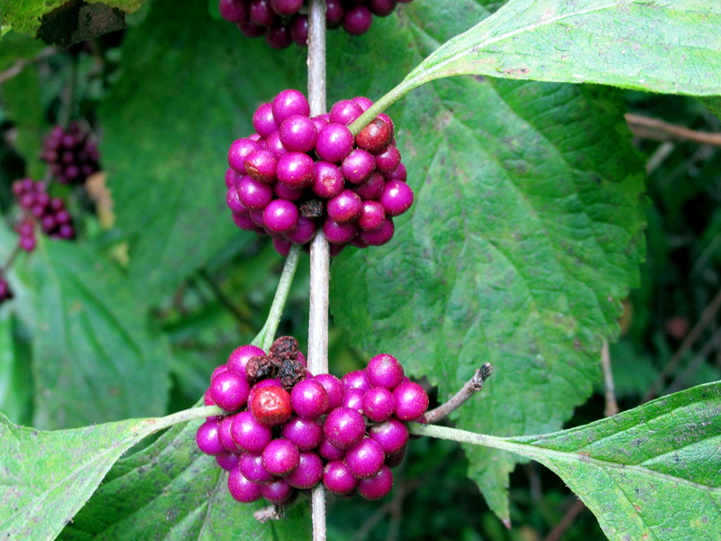 !callicarpa-americana-copy