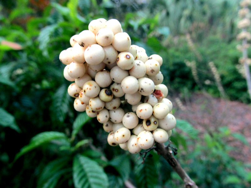 !callicarpa-americana---white2