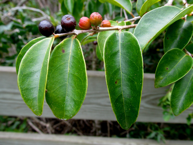 !eugenia-axillaris-fruit