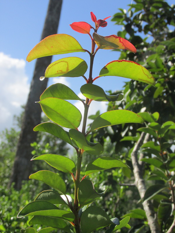 eugenia axillaris - red leaves