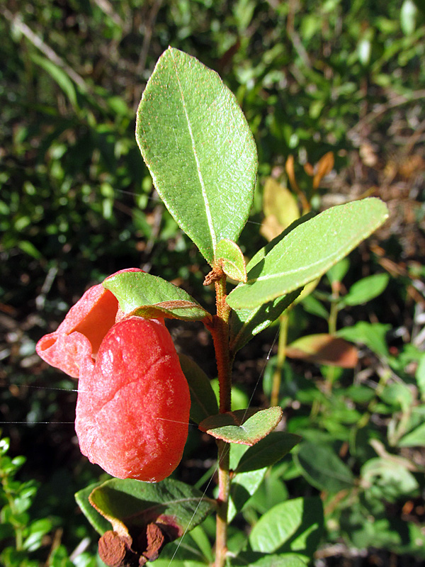 !exobadisum-w-lyonia