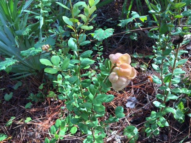 gall - fetterbush - ken gonyo