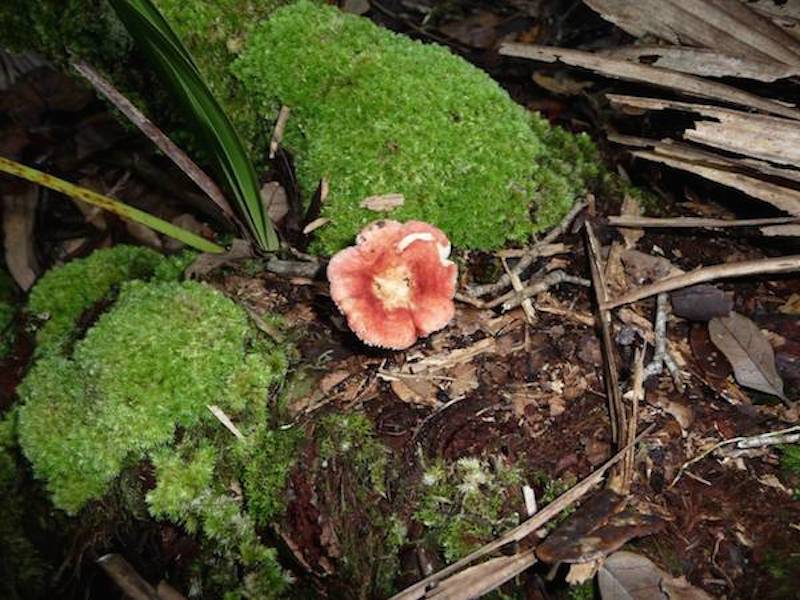 !mushroom - russula by jj roman0
