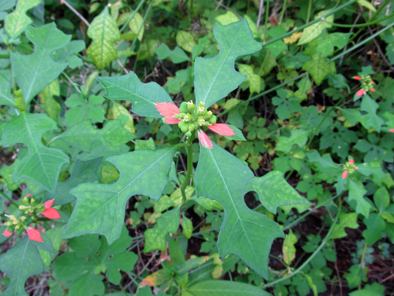 !pinsettia-cyathophora