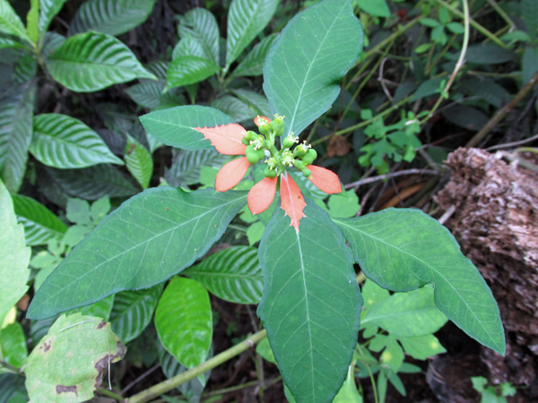 !poinsettia-cyanthophora