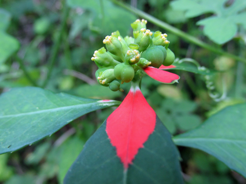 !poinsettia-heterophylla2
