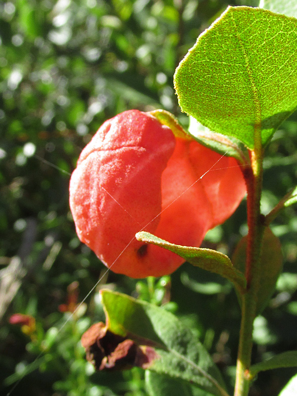 !red-exobasidium-gall
