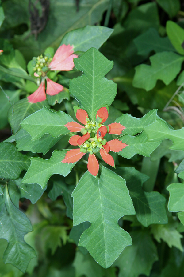 !-vertical---poinsettia-sp