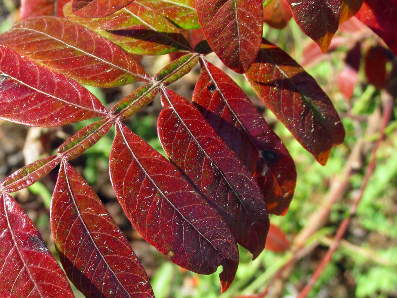 !winged-rachis-on-rhus-copallinum