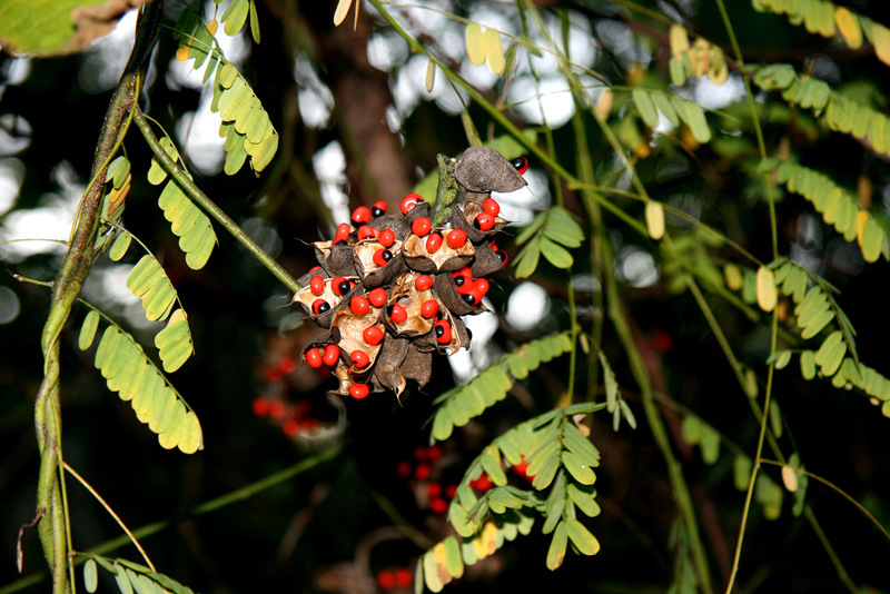 !abrus-precatorious-(2)