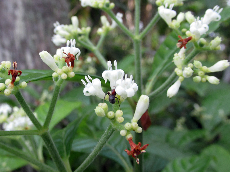 !!ant-on-pyschtoria-nervosa