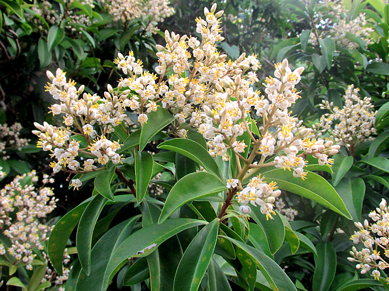 !ardisia-ecalloniodes-flowers