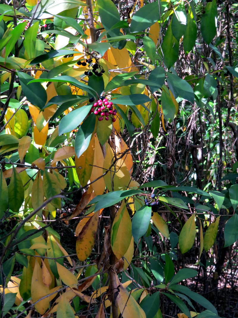 !!ardisia-elliptica-at-AH-after-herbicide-treatment