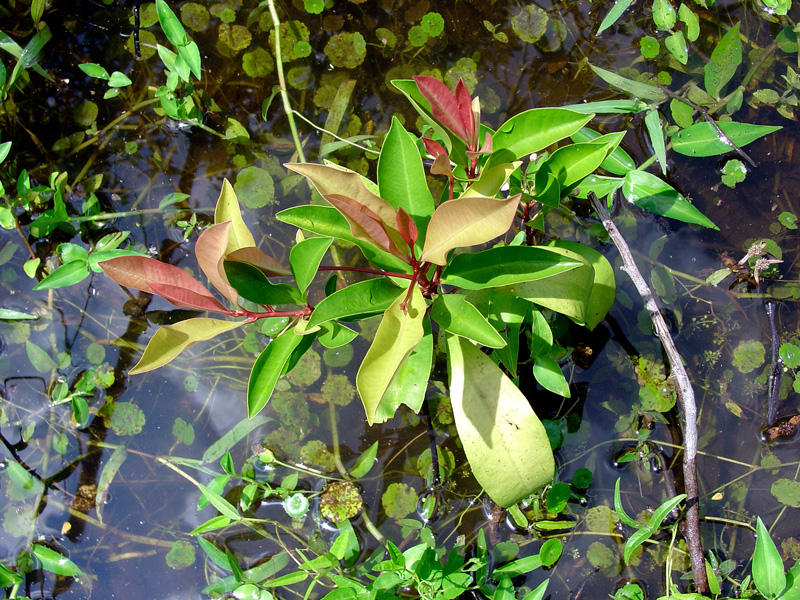 !!ardisia-elliptica-loves-h2o-(2)
