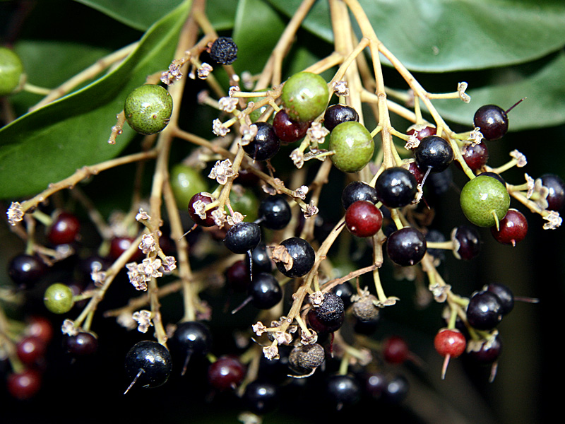 !!ardisia-escall-rip-&-unripe-fruits