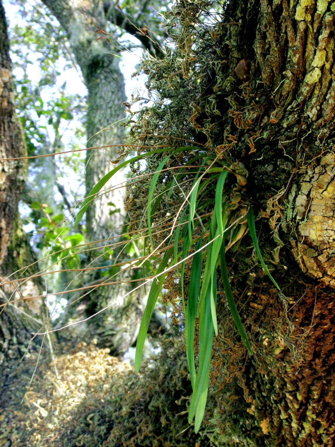 !encyclia-tampensis-at-bok