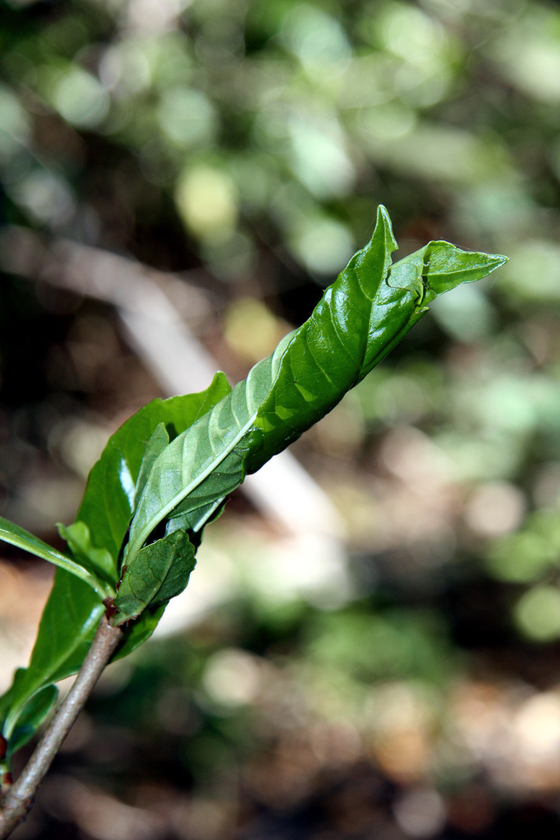 !!leaf-roller---psychtoria-nervosa