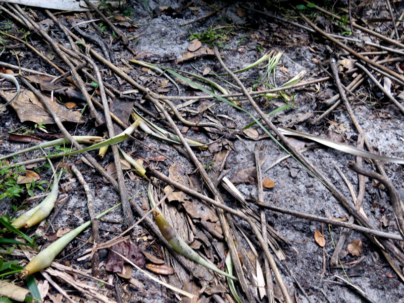 !Metamascius-damage-on-Tillandsia-utriculata4