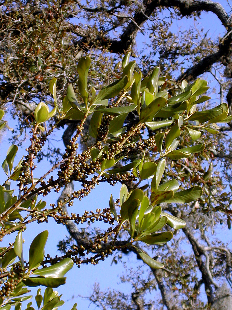 !!myrsine-cubana-(15)