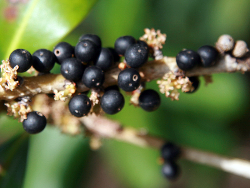 !!myrsine-cubana-closeup-fruit