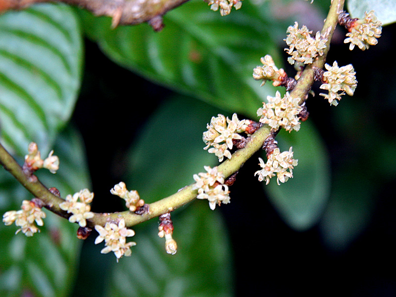 !!myrsine-cubana-flowers