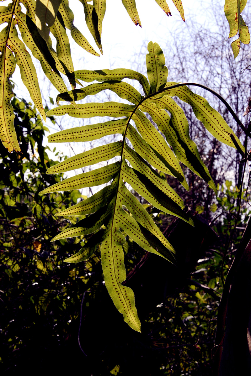 !!phlebodium-aureum-w-spores