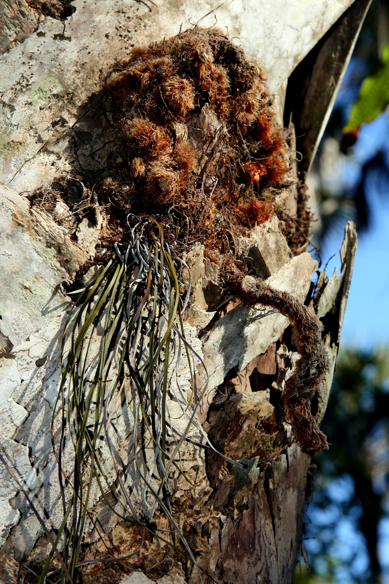 !!phlebodium-&-vittatira-on-sabal-trunk-(2)