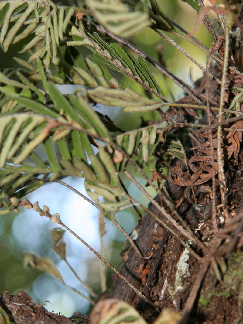 !!pleopelits-polypodioides-on-bark---vertical