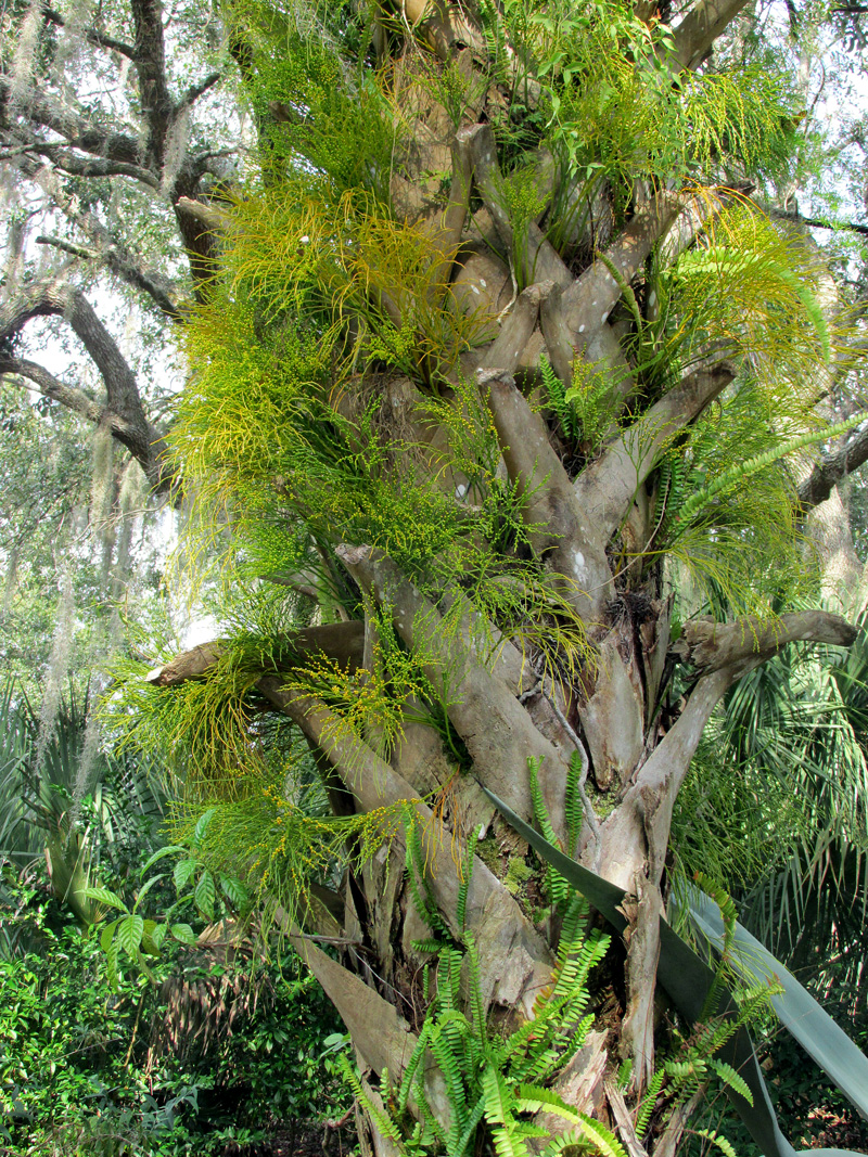 !psilotum-nudum-@-bok-on-sabal-trunk