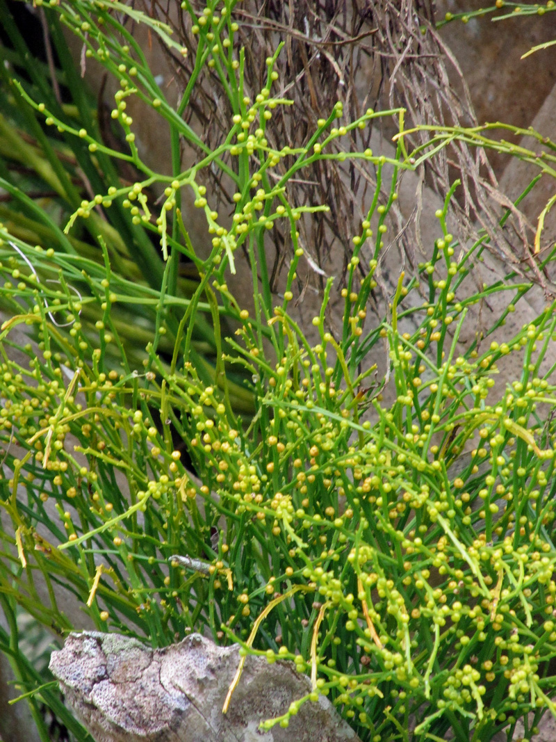 !psilotum-nudum-closeup