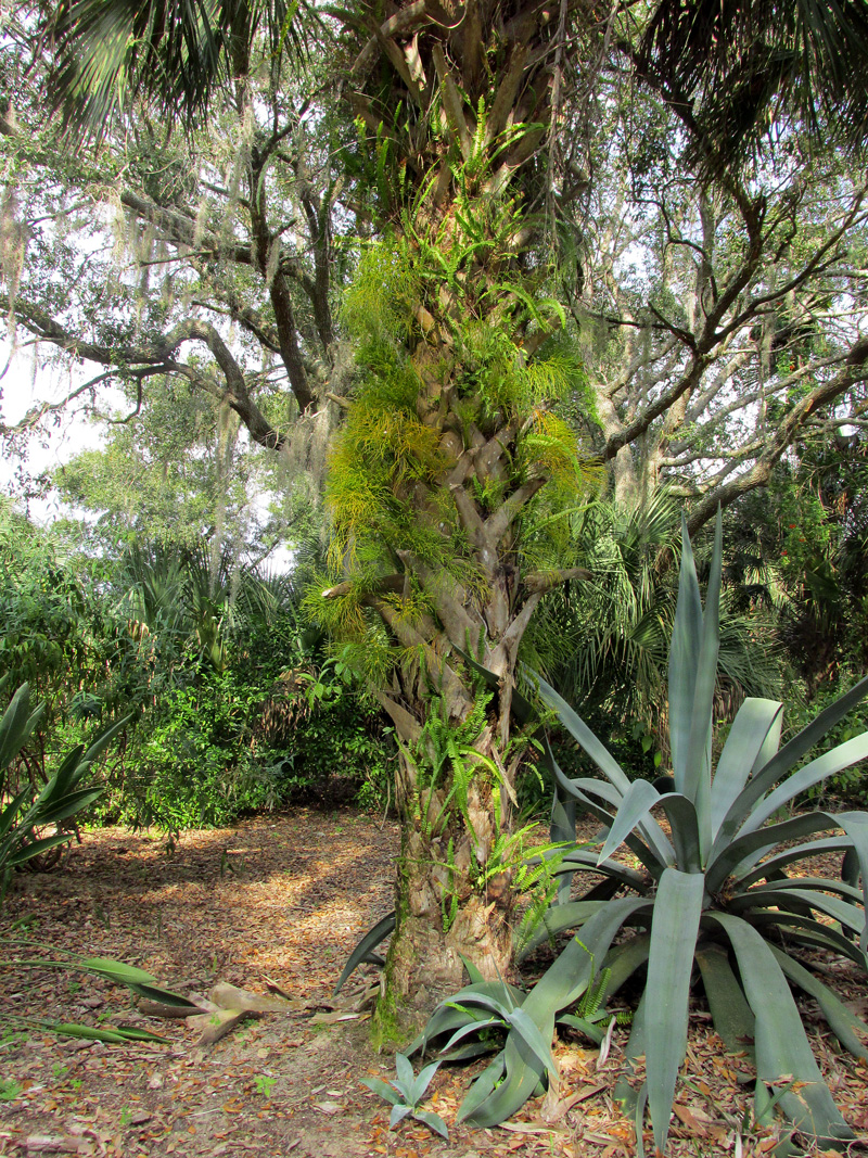 !psilotum-nudum-on-sabal-at-bok