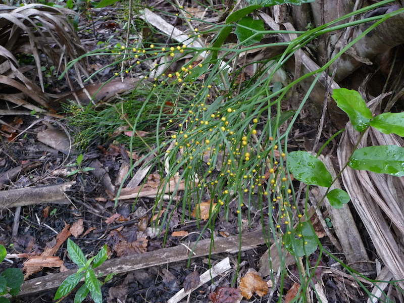 !Psilotum nudum @ ORCA by Ken Gonyo copy