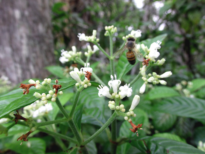 !!psychotria-nervosa-w-bee