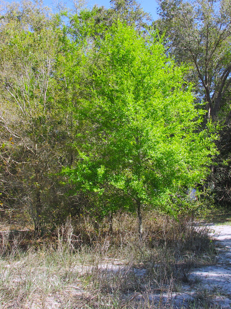 !!Quercus laurifolia copy