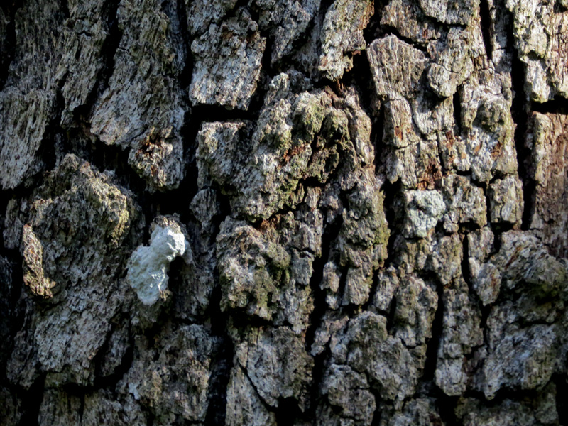 !quercus-virginiana-bark2